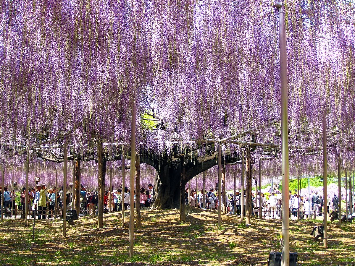 Wisteria — Minnesota Marine Art Museum